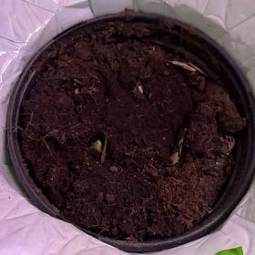 Photo of the plant species Hyacinth 'Happy' by @YeahWoodruff89 named Peter Parker on Greg, the plant care app