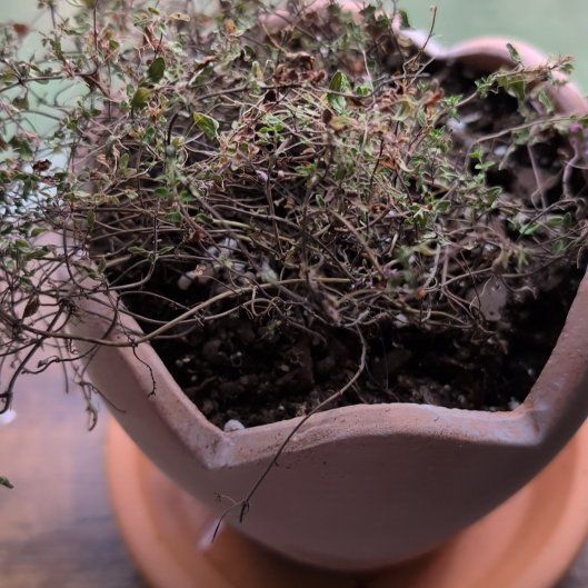 Photo of the plant species English Thyme by @DeftRedrose42 named Fenn on Greg, the plant care app