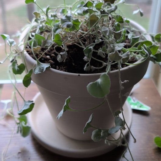 Photo of the plant species Silver Falls Dichondra by @DeftRedrose42 named Lumi on Greg, the plant care app