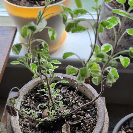 Photo of the plant species Tricolor Sage by @DeftRedrose42 named Tilda on Greg, the plant care app