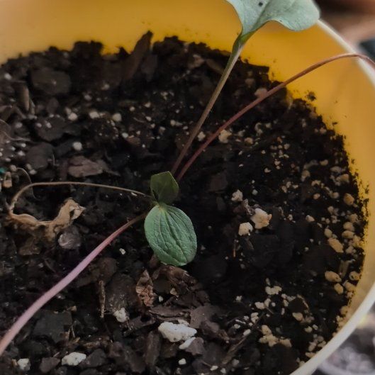 Photo of the plant species Perennial Cornflower by @DeftRedrose42 named Corin on Greg, the plant care app