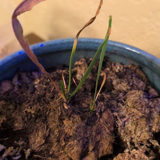 Photo of the plant species Trumpet Pitcher by @DeftRedrose42 named Delphine on Greg, the plant care app