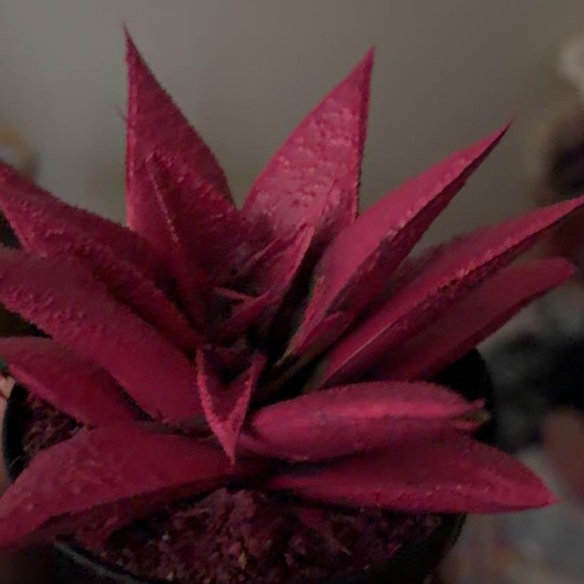Photo of the plant species Kosmic by @PoisedBegonia35 named Duke on Greg, the plant care app