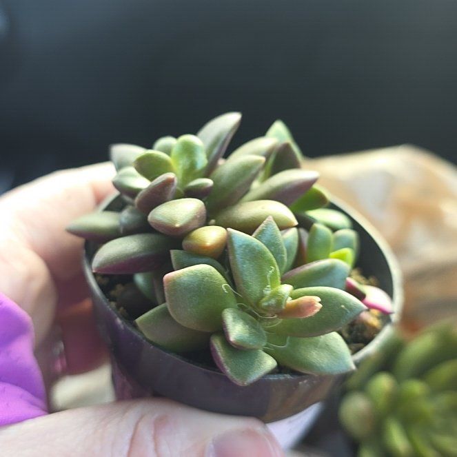 Photo of the plant species Anacampseros by @JovialJicaro86 named Sahara on Greg, the plant care app