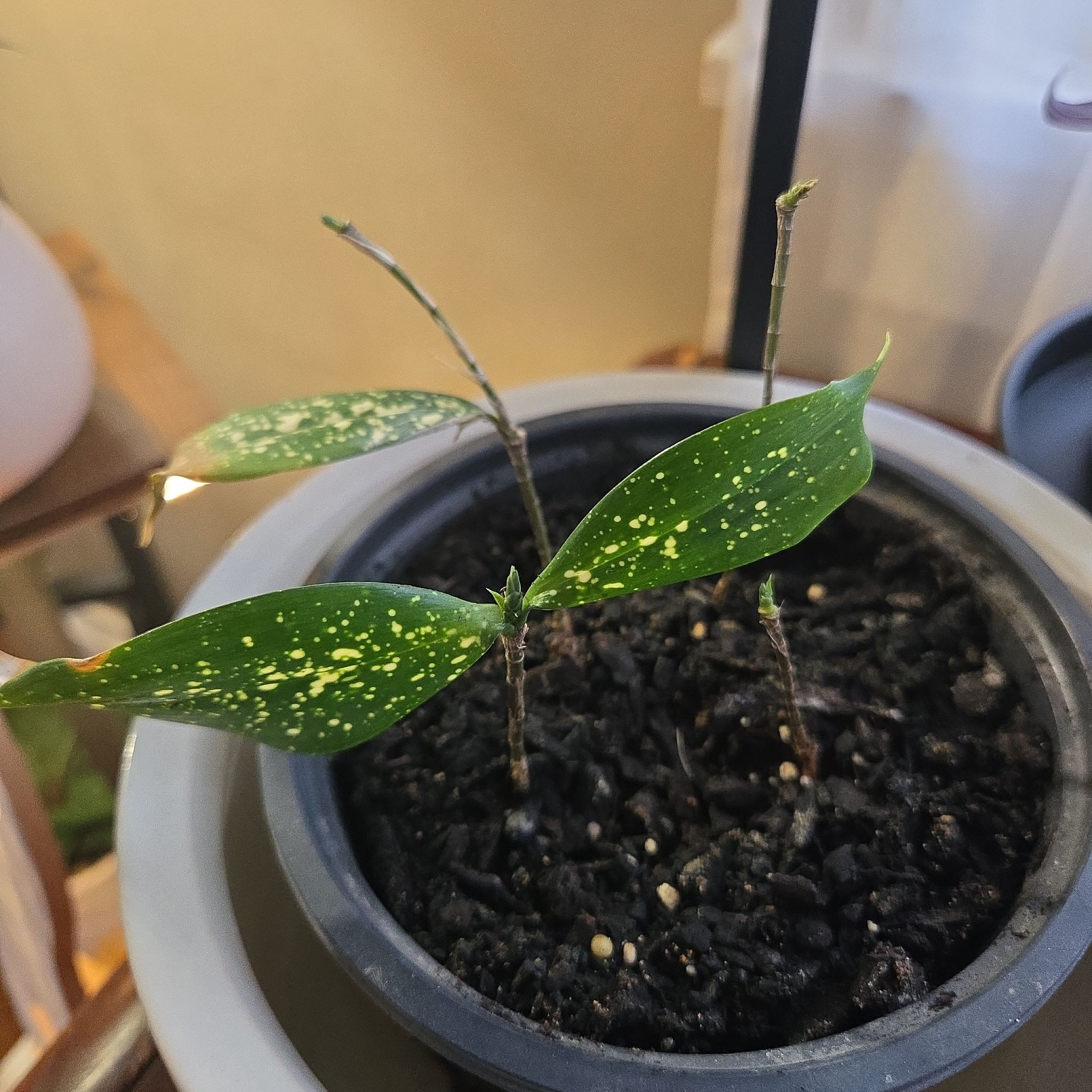 Photo of the plant species Florida Beauty by @SunnyTawa75 named Kobe on Greg, the plant care app