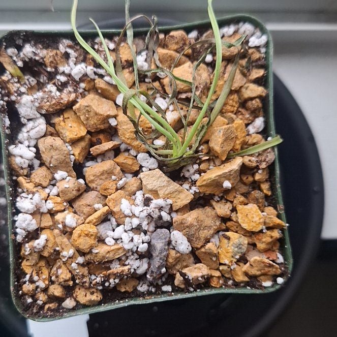 Photo of the plant species Albuca concordiana by @KindAcajou92 named Leaf Erickson on Greg, the plant care app