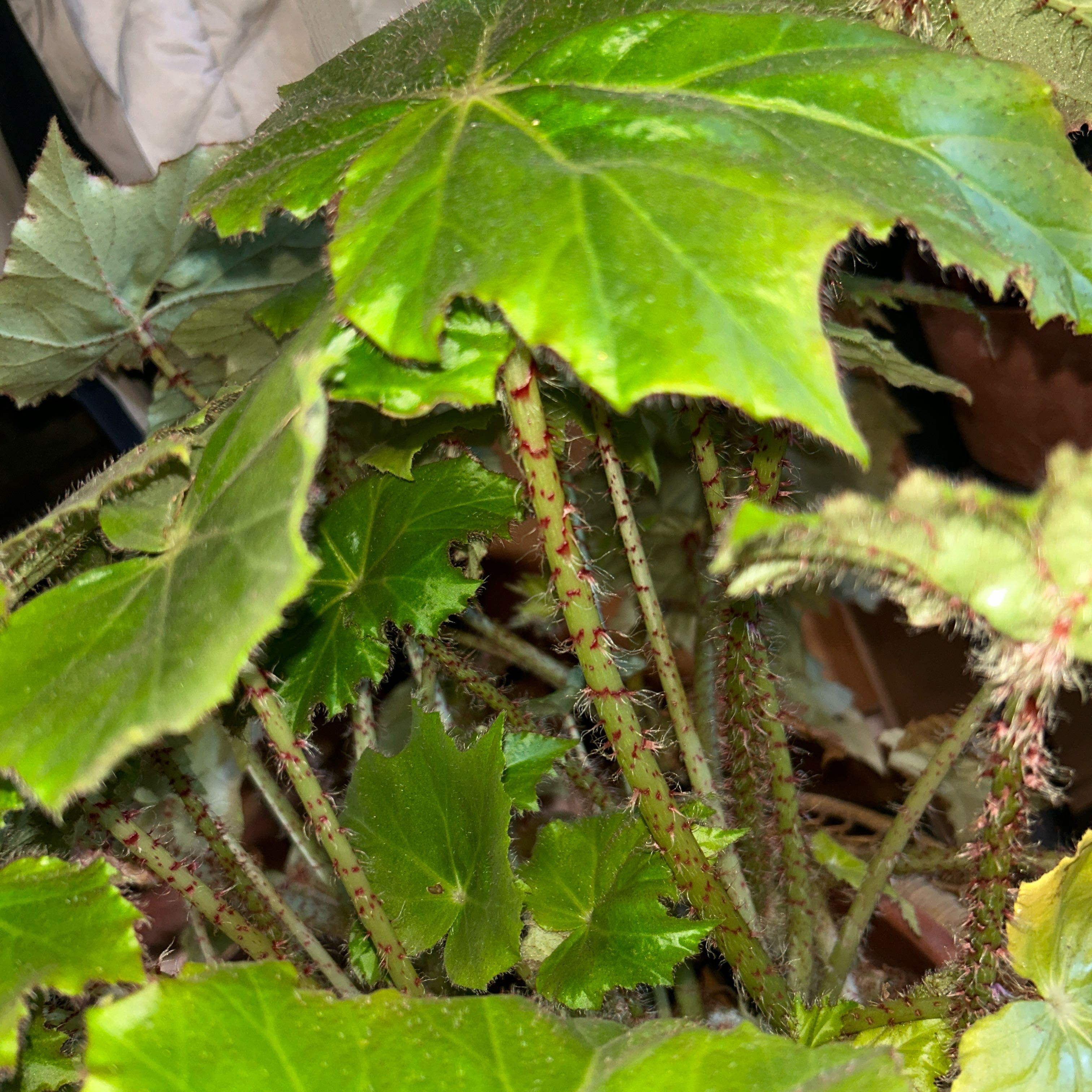 Photo of the plant species Chinese Rice-Paper Plant by @MarvelousKaro76 named Prince on Greg, the plant care app