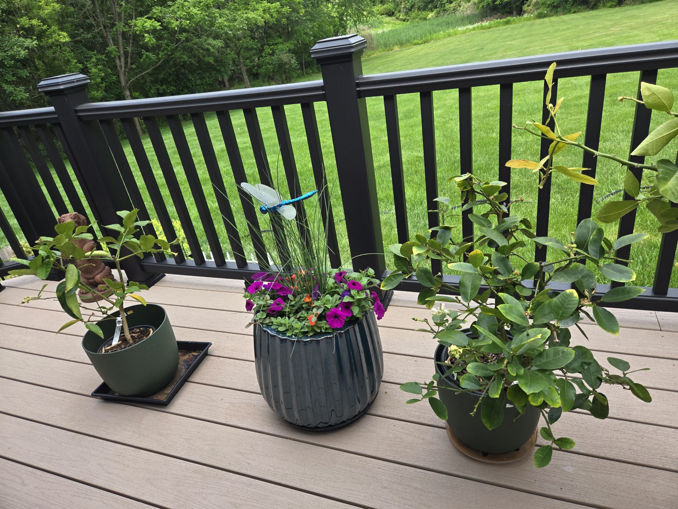 Photo from the post