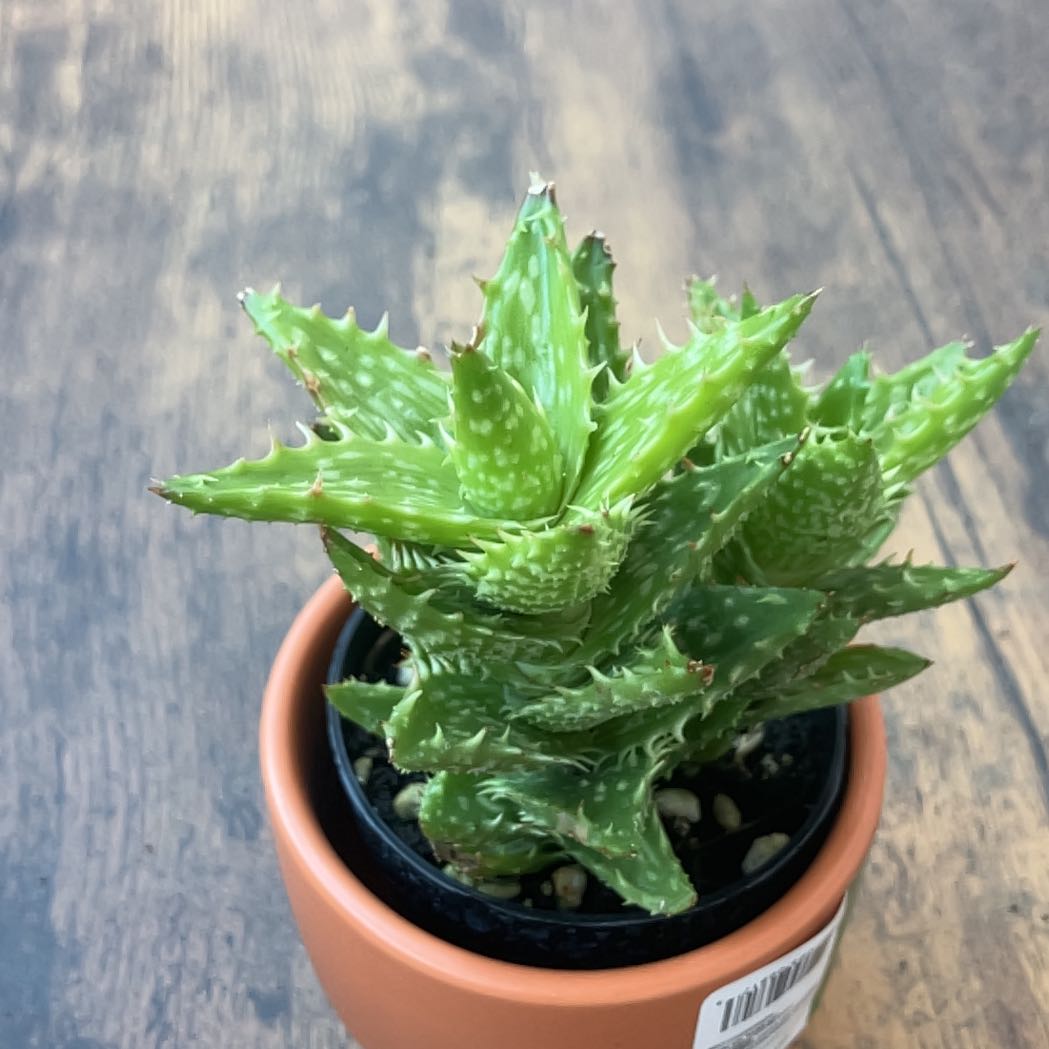 Photo of the plant species Yemen Aloe by @LegitSandrose57 named nix on Greg, the plant care app