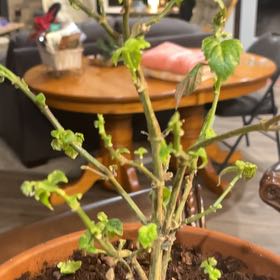 Photo of the plant species Patchouli by @ZanySoybean2 named Dax on Greg, the plant care app