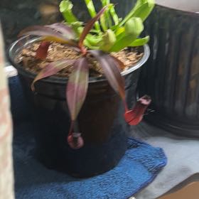 Photo of the plant species Nepenthes lowii x ventricosa 'Red' by @AngelSalsa83 named Pitcher on Greg, the plant care app