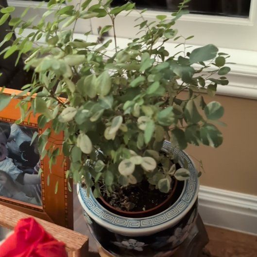 Photo of the plant species Brenia Snowbush by @PremierJellycup named Emerson on Greg, the plant care app