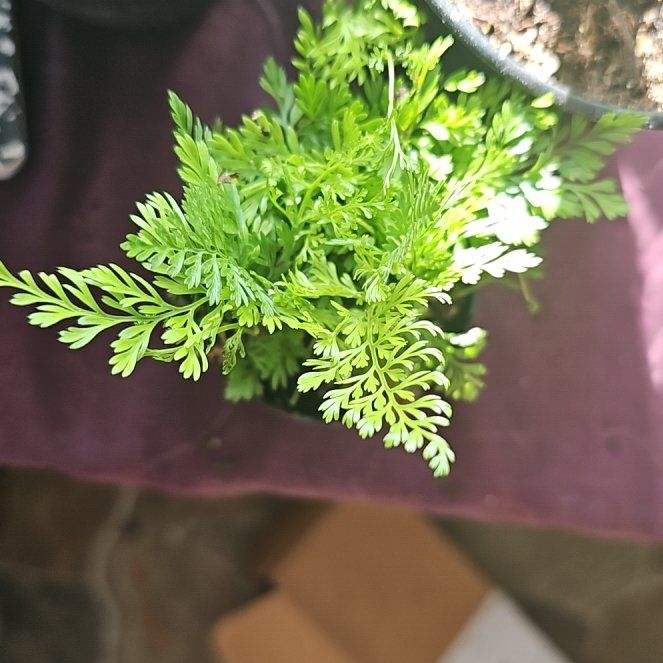 Photo of the plant species Parsley Fern by @FitCrassula42 named James Dean on Greg, the plant care app