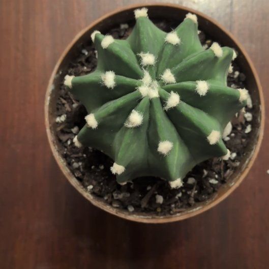 Photo of the plant species Sea Urchin Cactus by @DeanHeartleaf95 named Austen on Greg, the plant care app