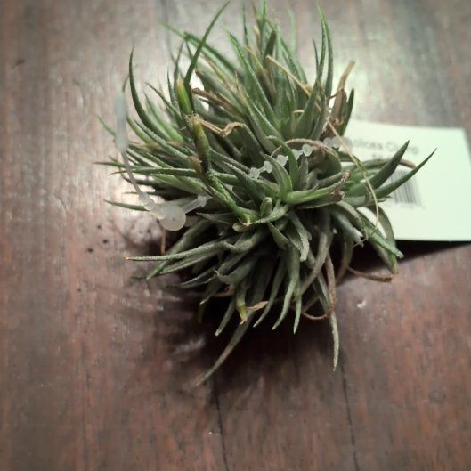 Photo of the plant species Loliacea by @DeanHeartleaf95 named Sage on Greg, the plant care app