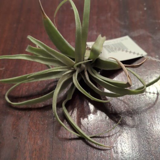 Photo of the plant species Capitata Air Plant by @DeanHeartleaf95 named Madonna on Greg, the plant care app