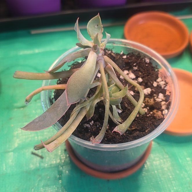 Photo of the plant species Echeveria Pink Trumpet by @Sweeti738 named Ronaldo on Greg, the plant care app