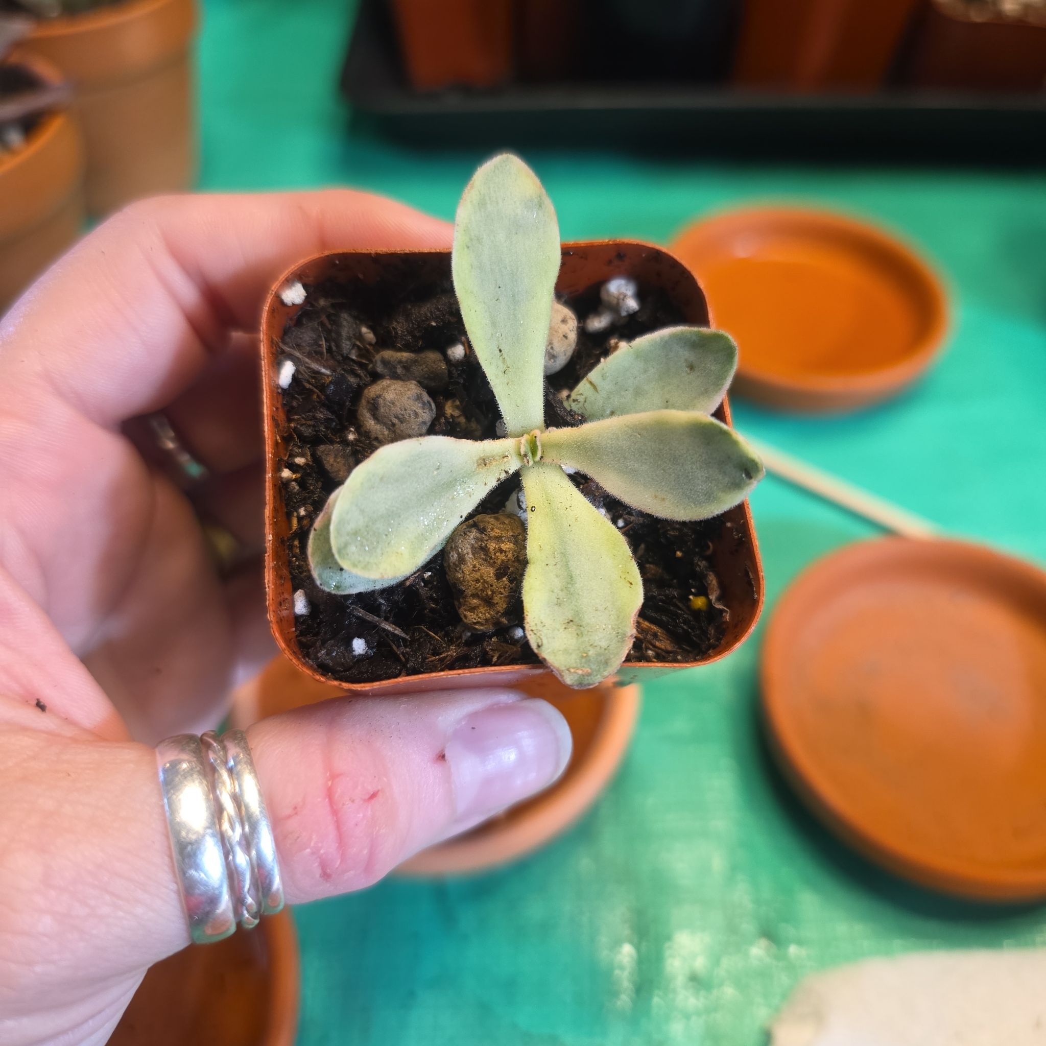 Photo of the plant species Crassula 'Money Maker' by @Sweeti738 named Elvira on Greg, the plant care app