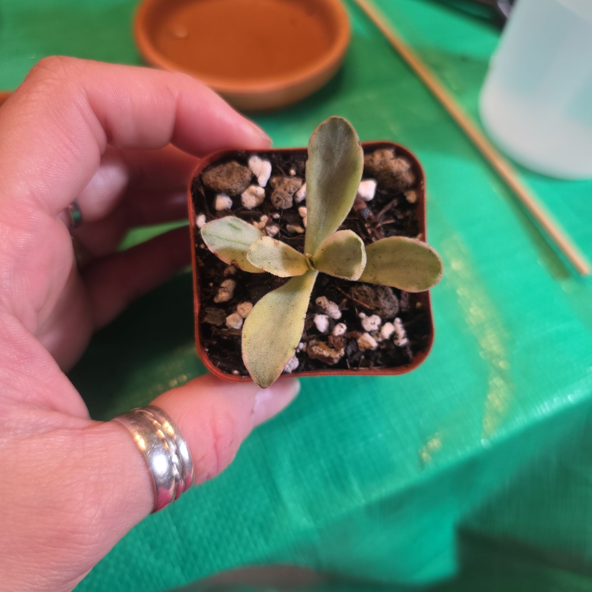 Photo of the plant species Crassula 'Money Maker' by @Sweeti738 named Alpha Lee on Greg, the plant care app