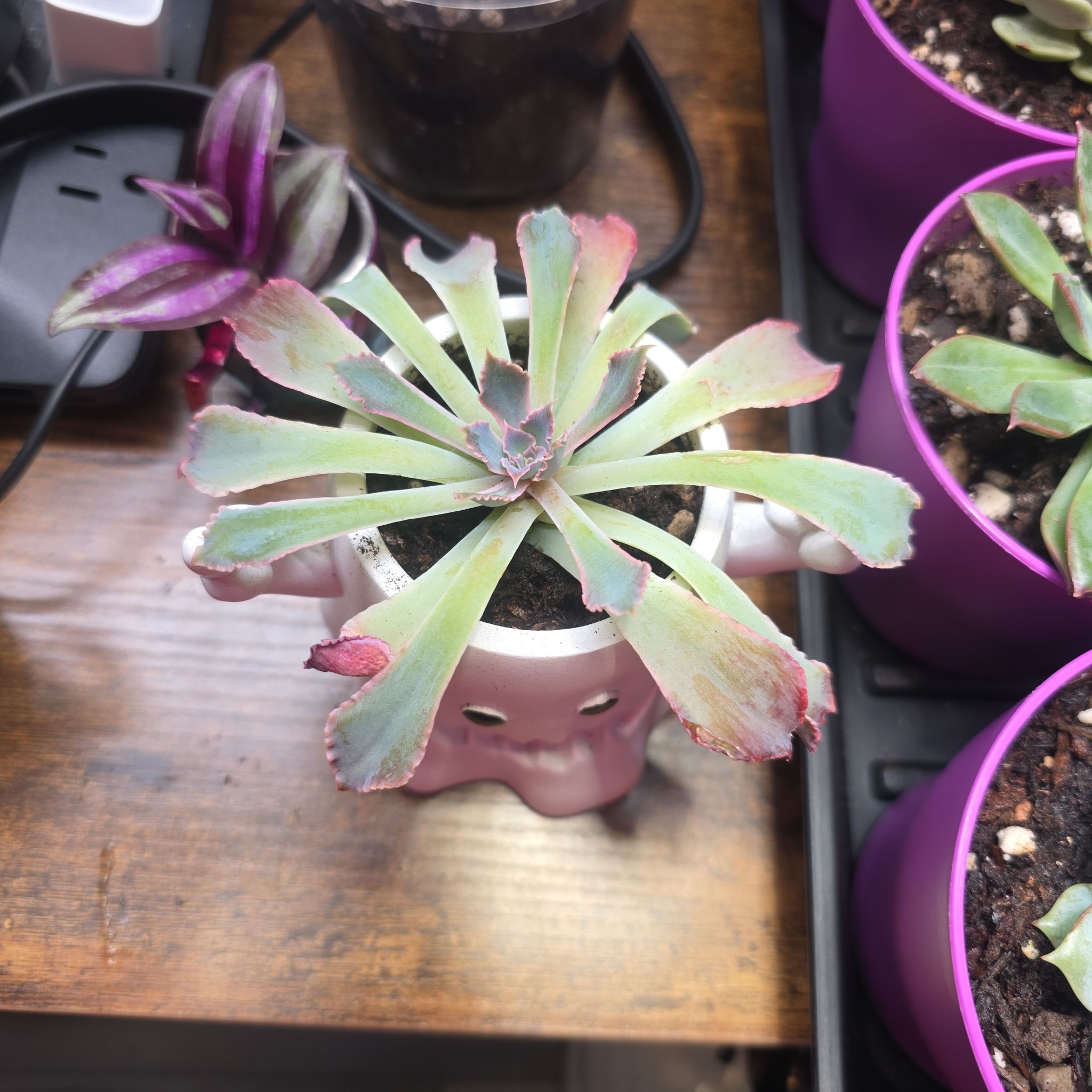 Photo of the plant species Echeveria by @Sweeti738 named Daphne on Greg, the plant care app
