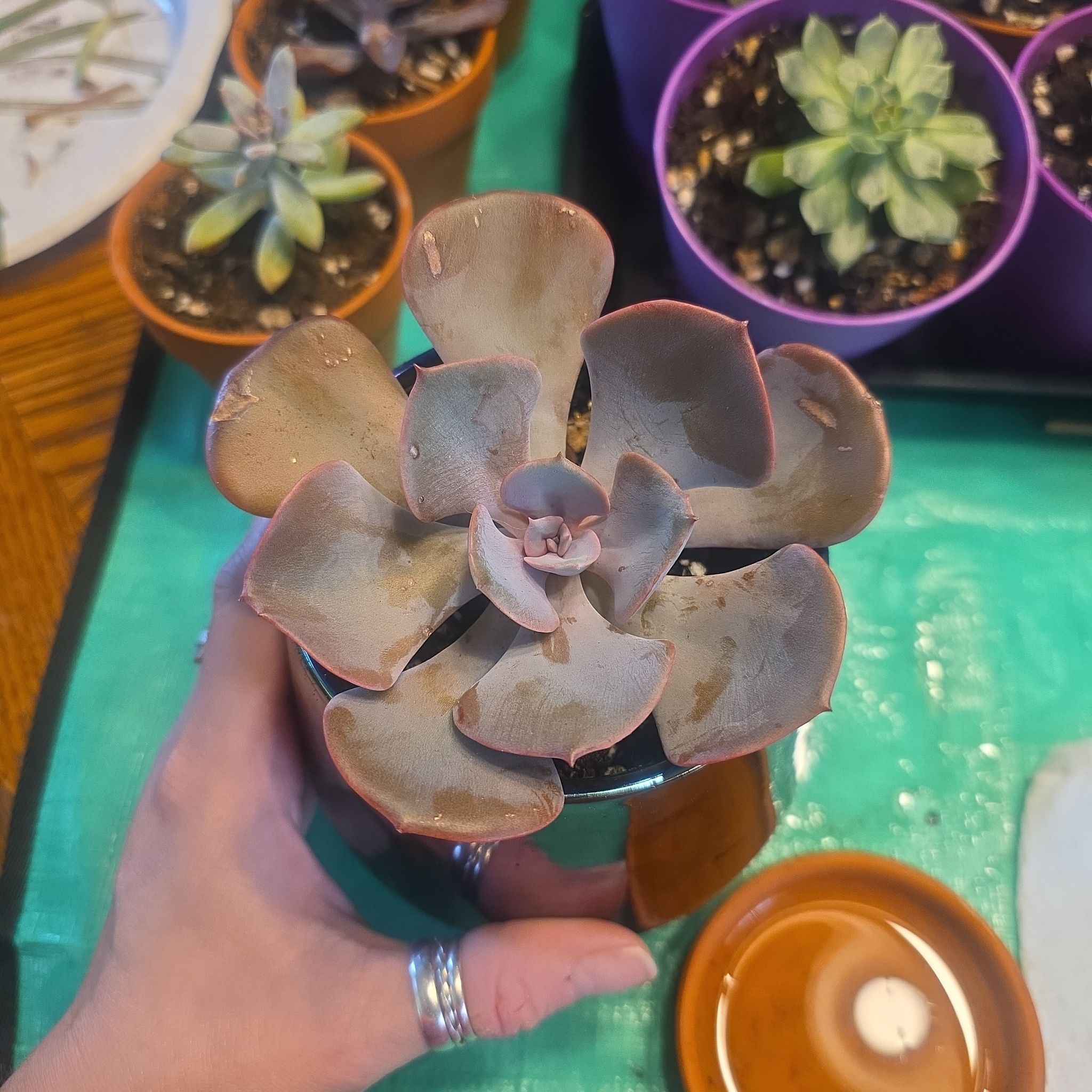 Photo of the plant species Echeveria 'Dusty Rose' by @Sweeti738 named Gobi on Greg, the plant care app