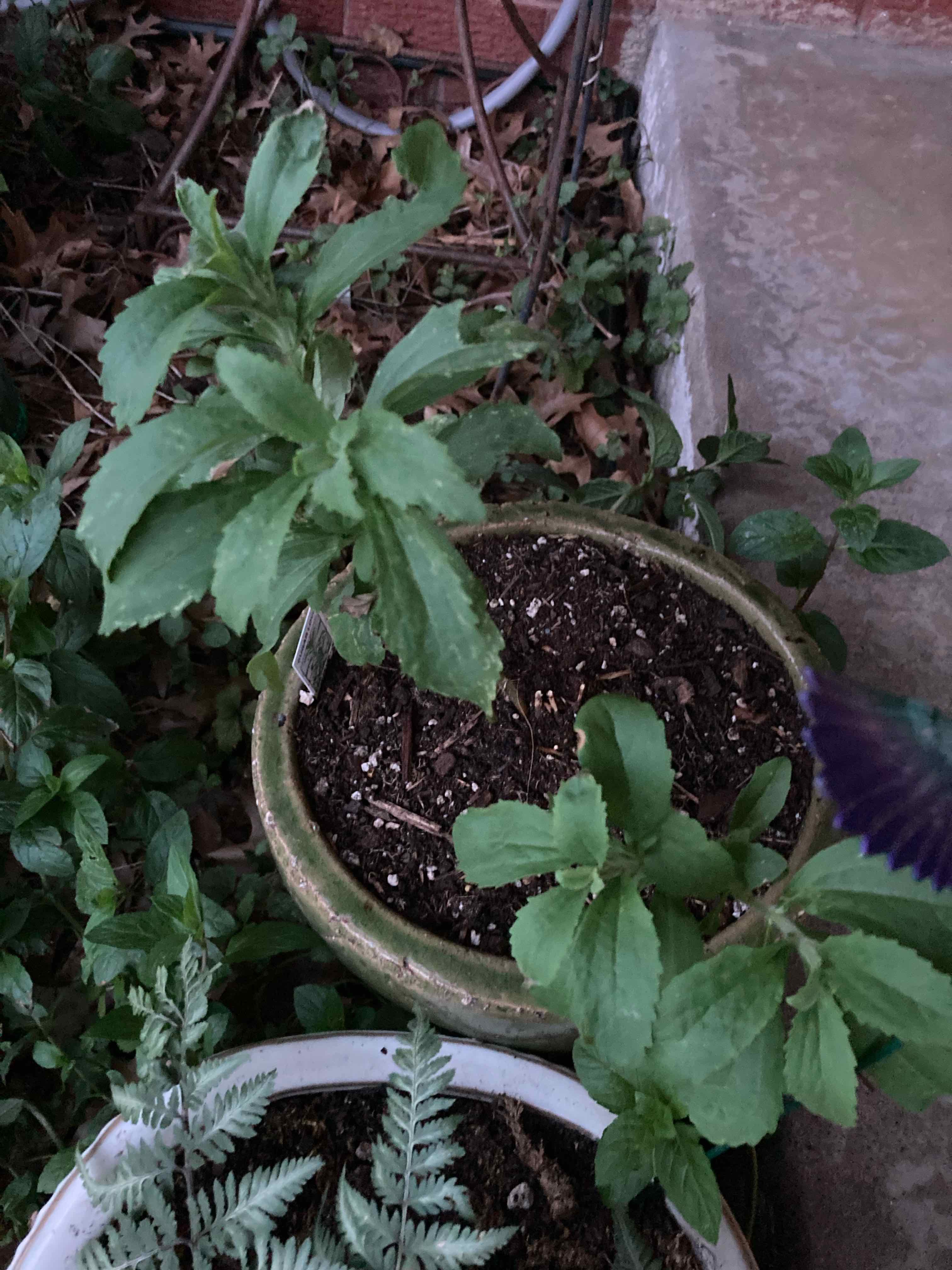 Photo of the plant species Sweetleaf by @CertainPinetree named Scarlett Sugar Love on Greg, the plant care app