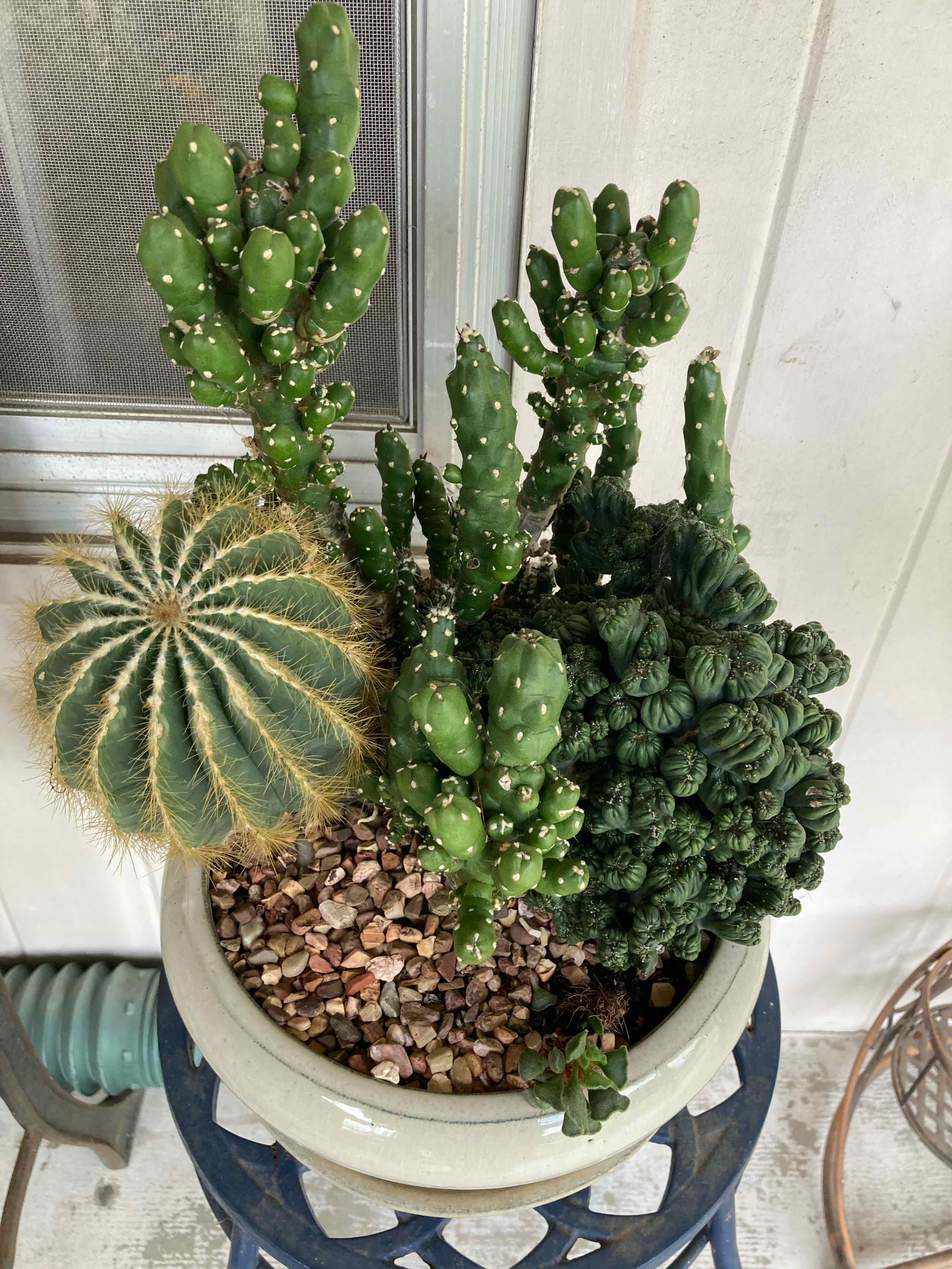 Photo of the plant species Variety Succulents by @CertainPinetree named Sour Patch Kids on Greg, the plant care app