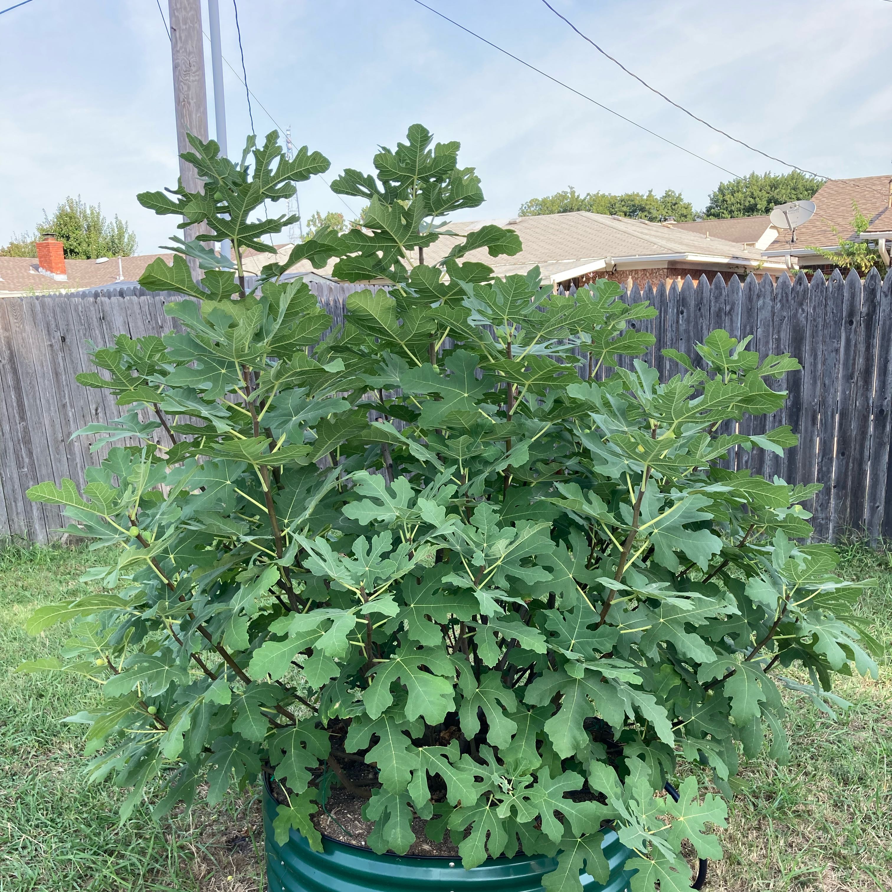 Photo of the plant species Celeste Fig by @CertainPinetree named Seren on Greg, the plant care app