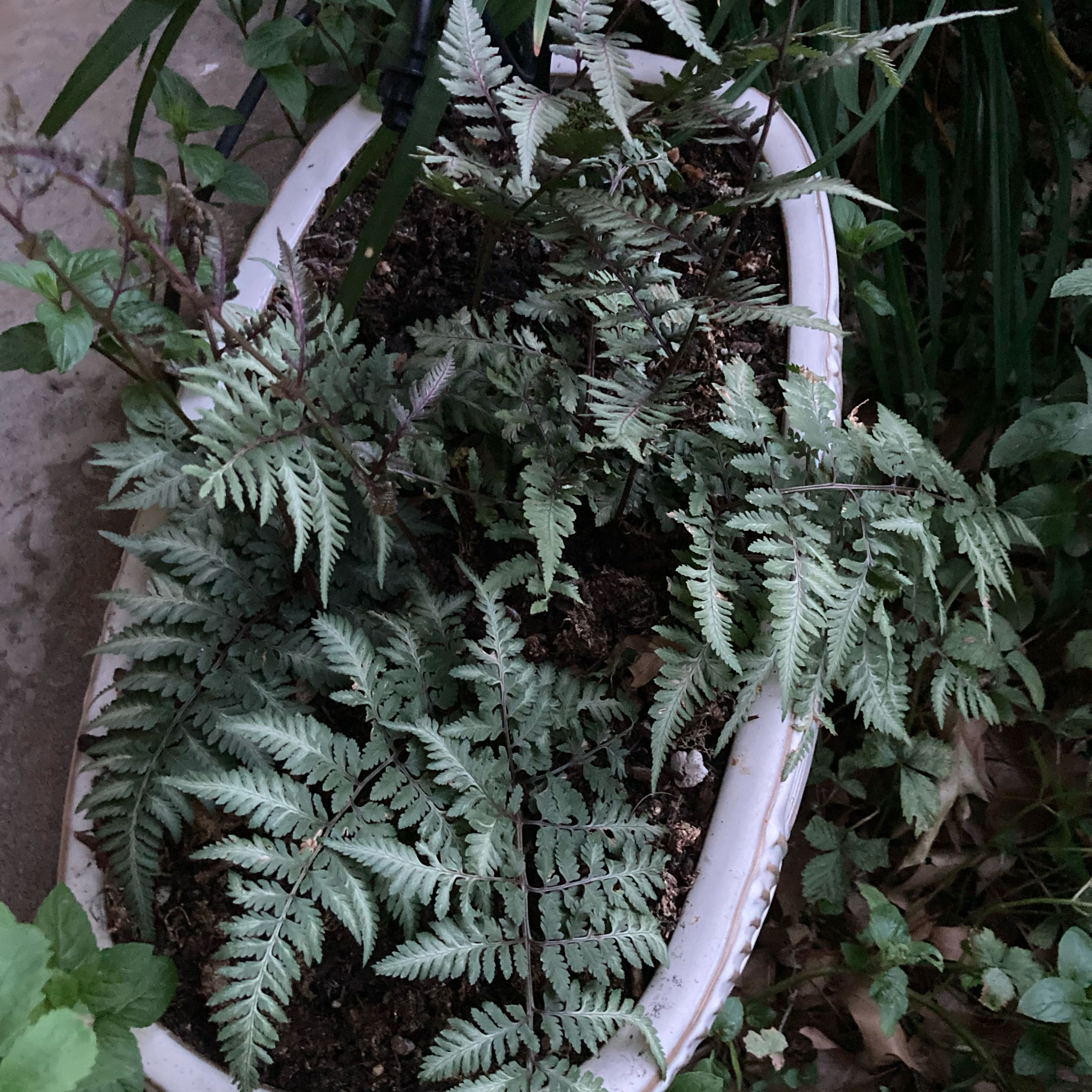 Photo of the plant species Japanese Painted Fern by @CertainPinetree named Godzilla on Greg, the plant care app