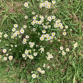 Photo of the plant species Annual Fleabane by @CertainPinetree named Bieber on Greg, the plant care app