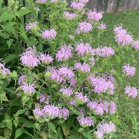 Photo of the plant species Wild Bergamot by @CertainPinetree named Wood Nimph on Greg, the plant care app