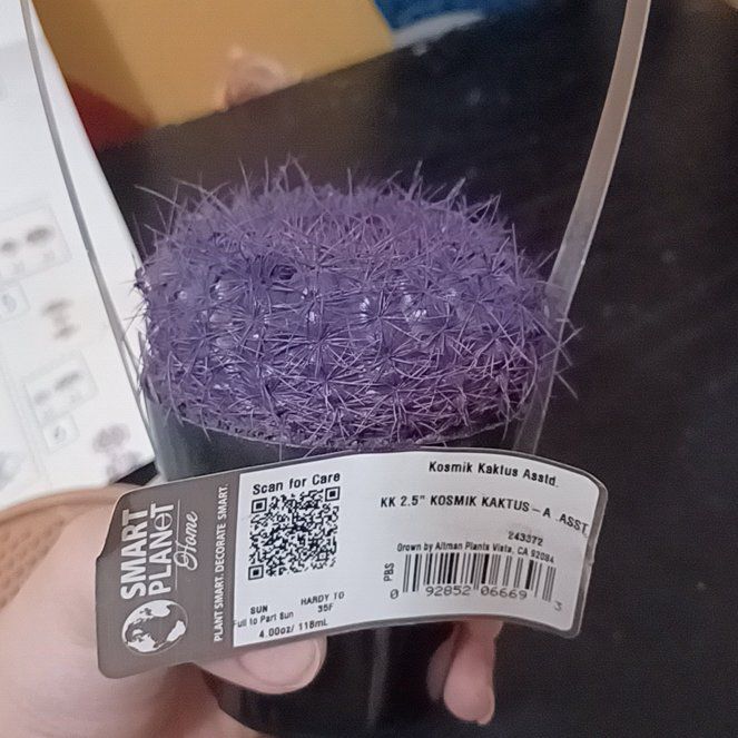 Photo of the plant species Kosmik Kaktus Asst. by @GenerousIvy56 named Lavender on Greg, the plant care app