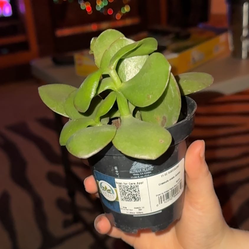 Photo of the plant species Jumbo Jade by @CuteMizuna78 named Curie on Greg, the plant care app