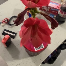 Photo of the plant species Amaryllis by @TactfulLantana named Sherlock on Greg, the plant care app