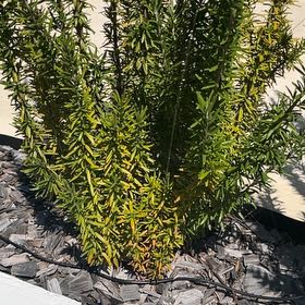 Photo of the plant species Tuscan Blue Rosemary by @CaredforNeem47 named Phil on Greg, the plant care app
