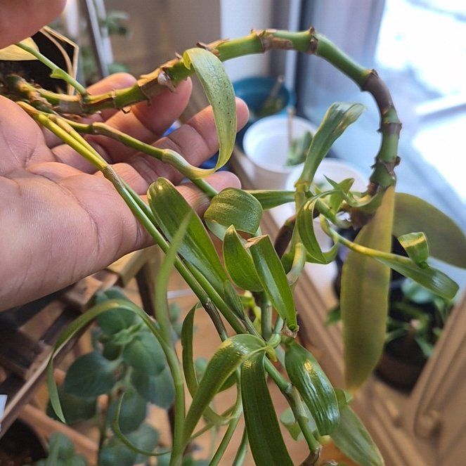 Photo of the plant species European Mistletoe by @GleefulBanana56 named Leaf Erickson on Greg, the plant care app