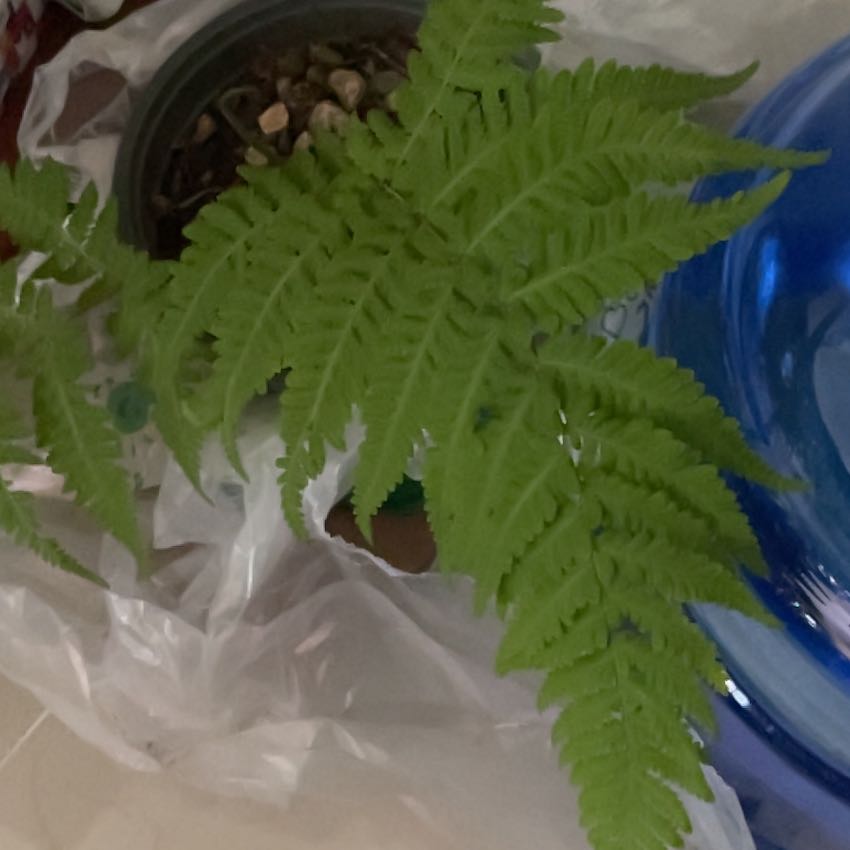 Photo of the plant species Male-Fern by @FieryDamsii55 named Sherlock on Greg, the plant care app