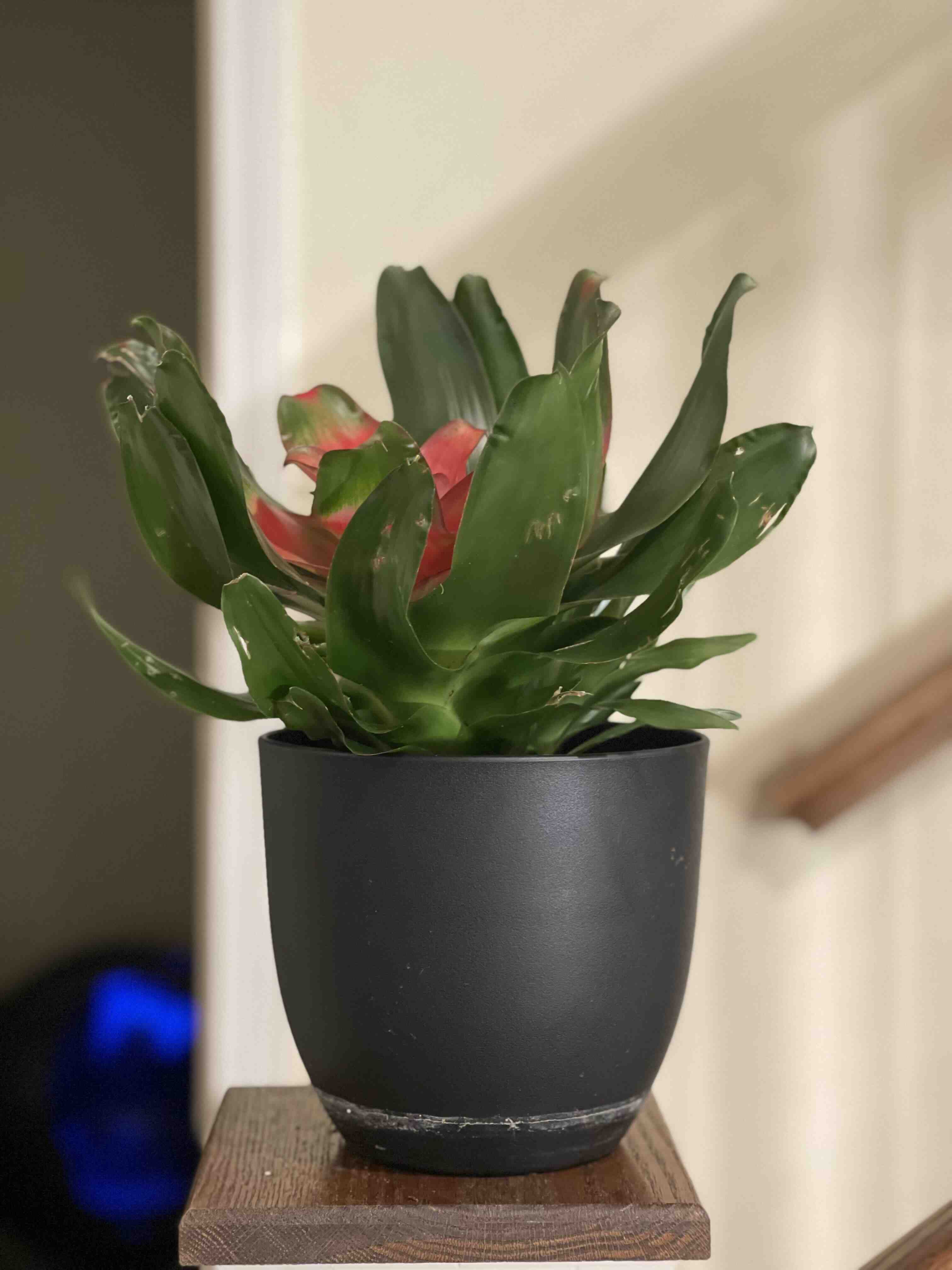 Bromeliad Medusa plant in a black pot with vibrant green leaves and a central red inflorescence.