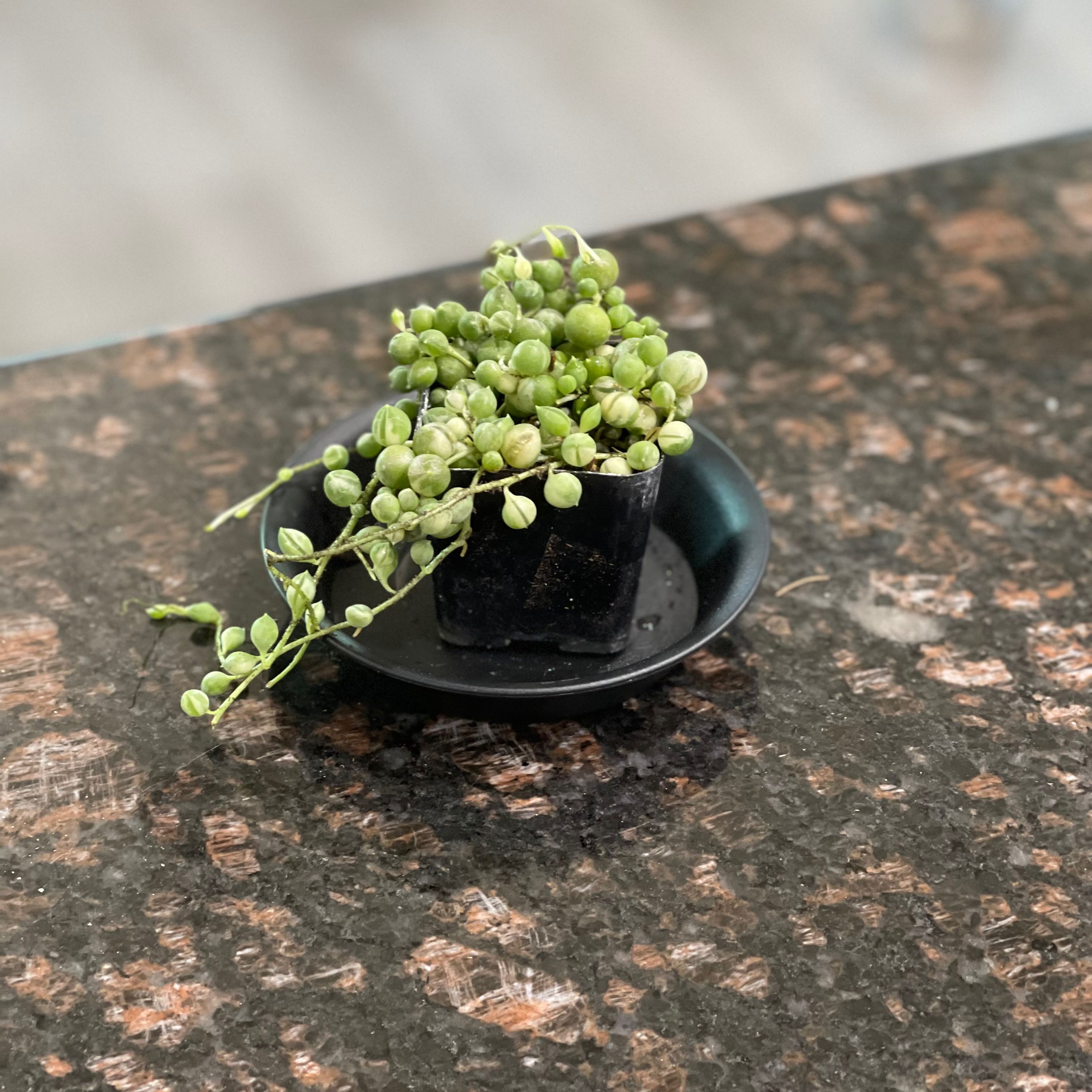 Variegated String of Pearls plant in a small black pot on a dark surface.