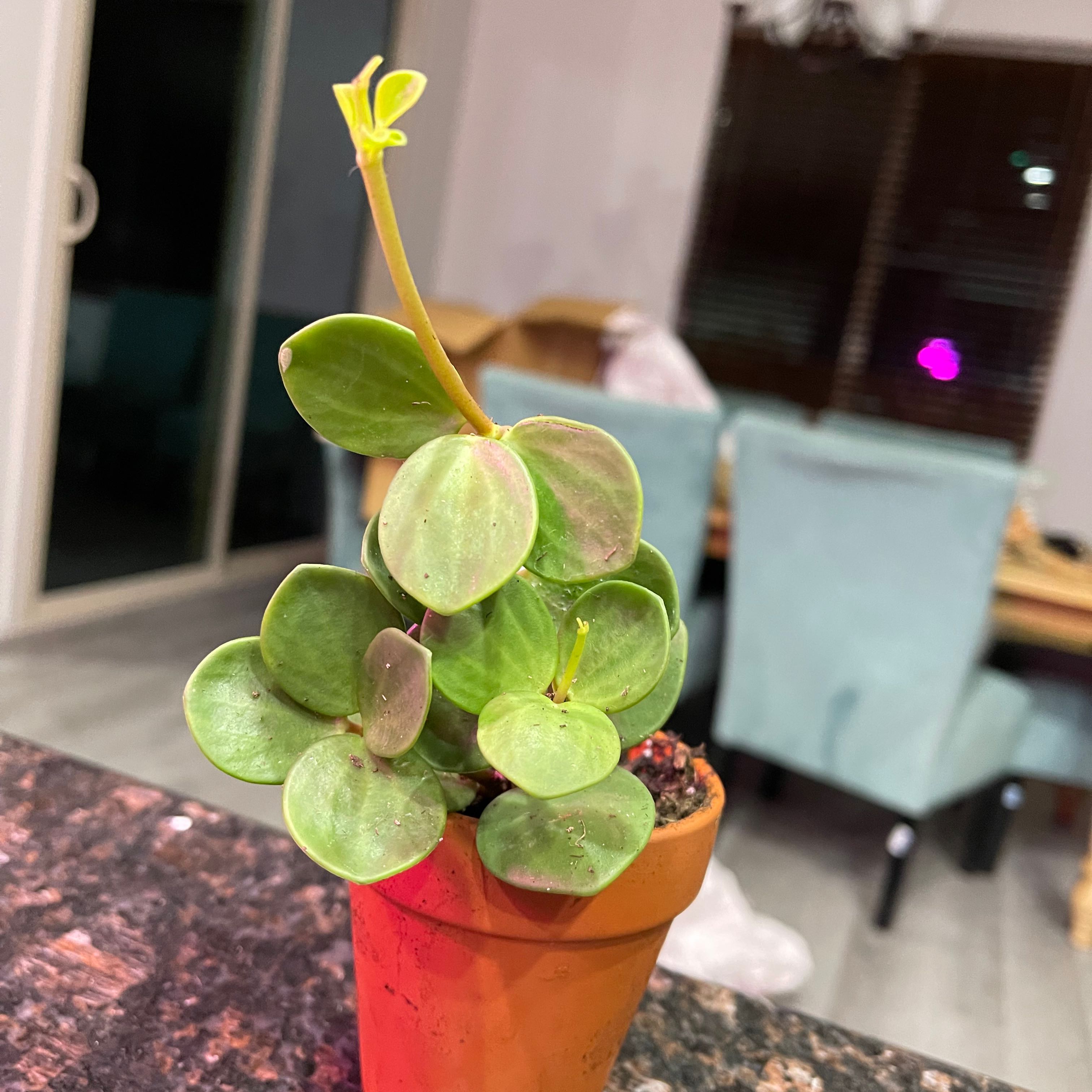 Peperomia 'Hope' plant in a small pot with green, round leaves. Slight discoloration on some leaves.