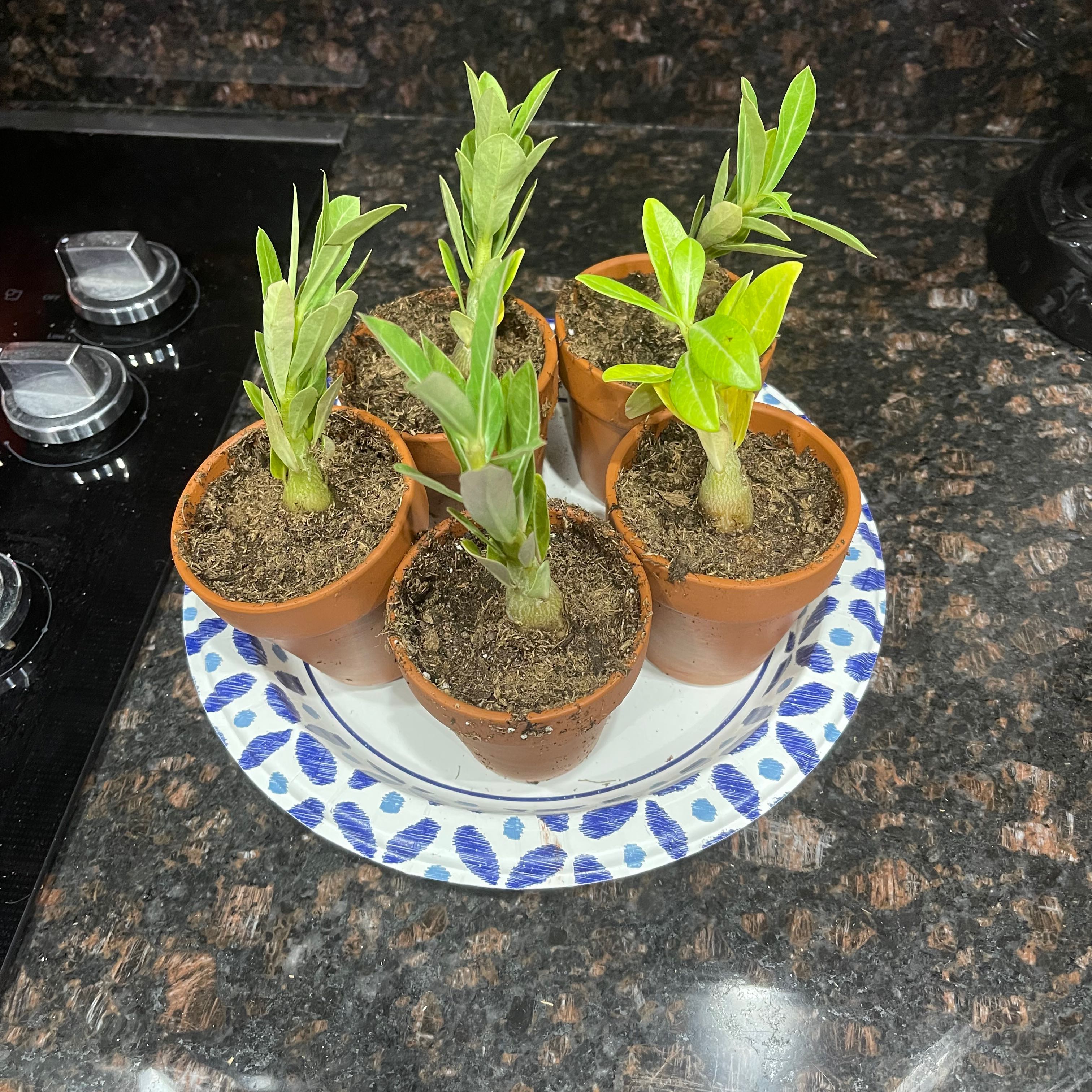 Six small Desert Rose plants in individual pots on a plate, with visible soil and healthy green leaves.
