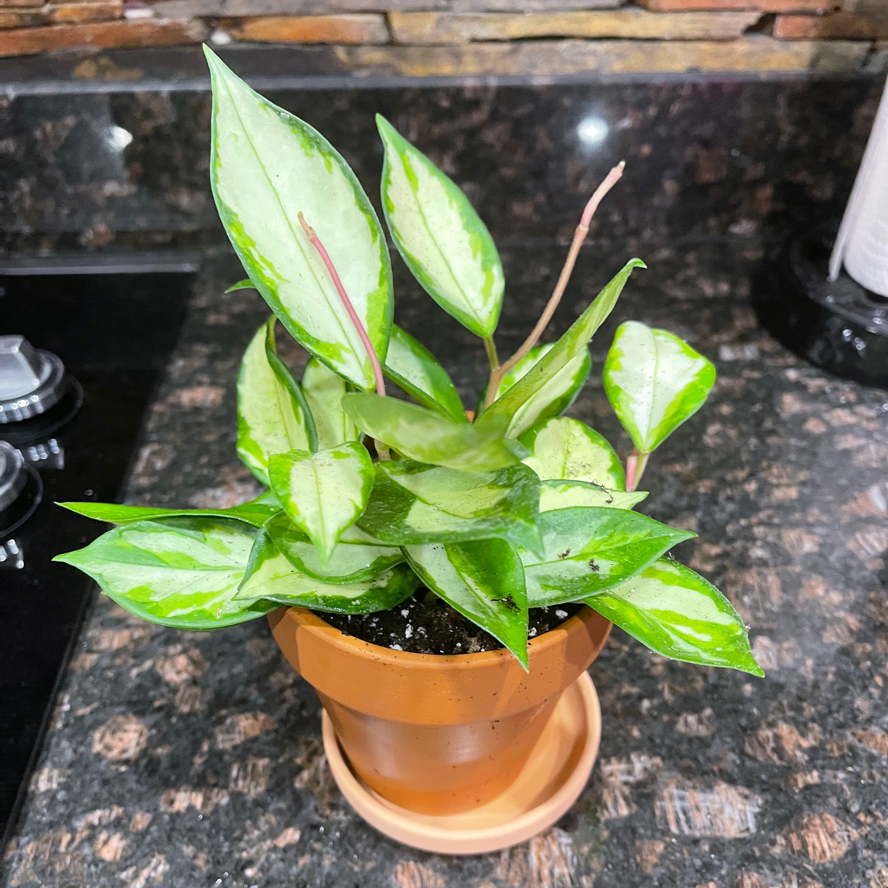 Photo of the plant species Krimson Princess Hoya by @Lyndsey58 named Xena on Greg, the plant care app