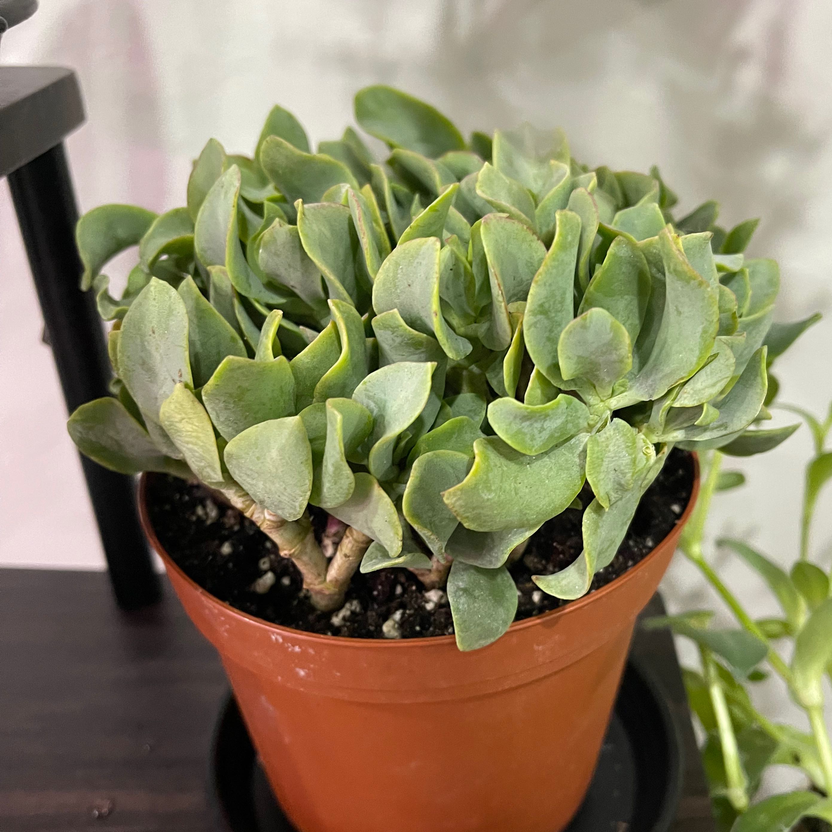 Potted Silver Dollar Plant with healthy green leaves in a plastic pot.