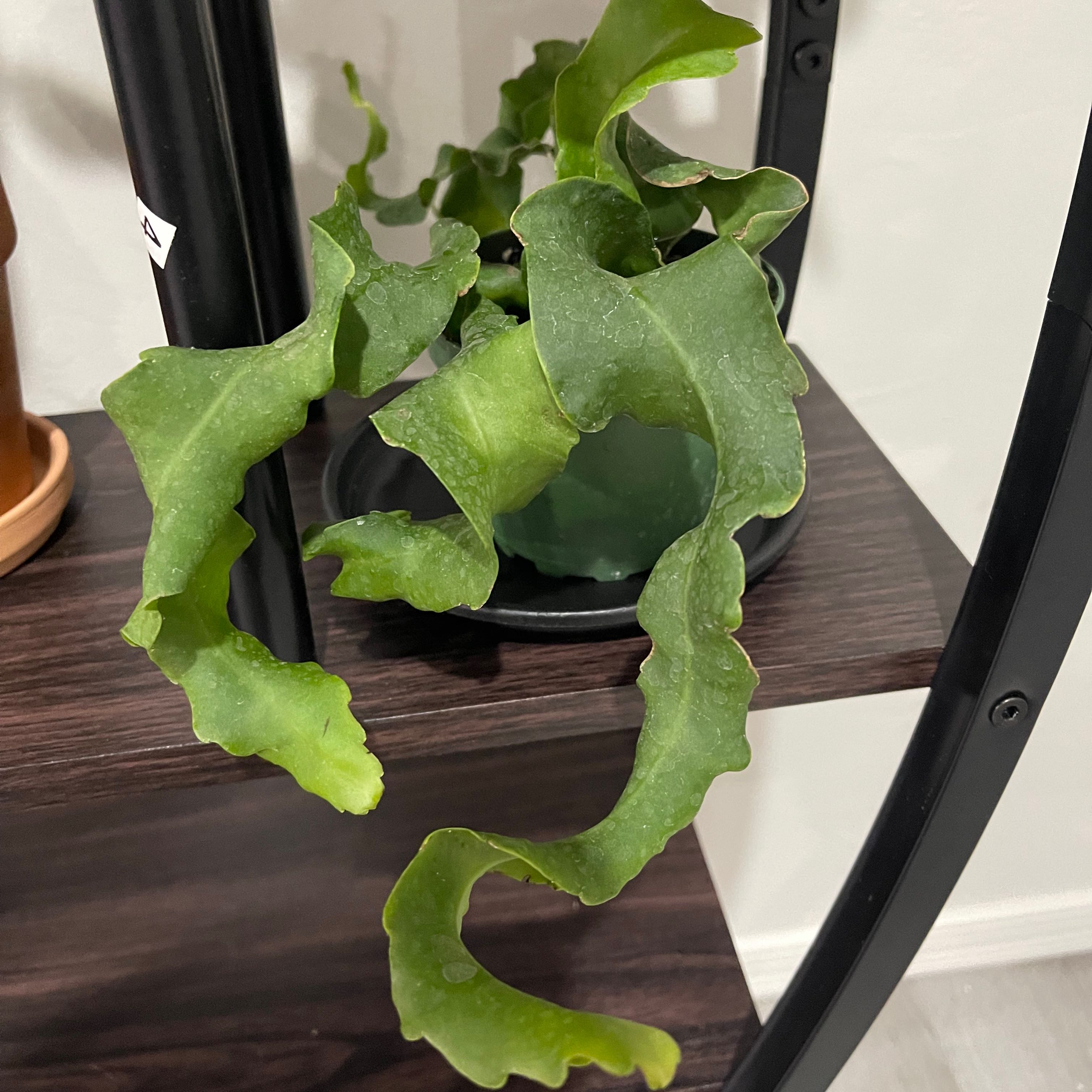 Curly Locks Orchid Cactus with curly, wavy leaves in a pot on a shelf.