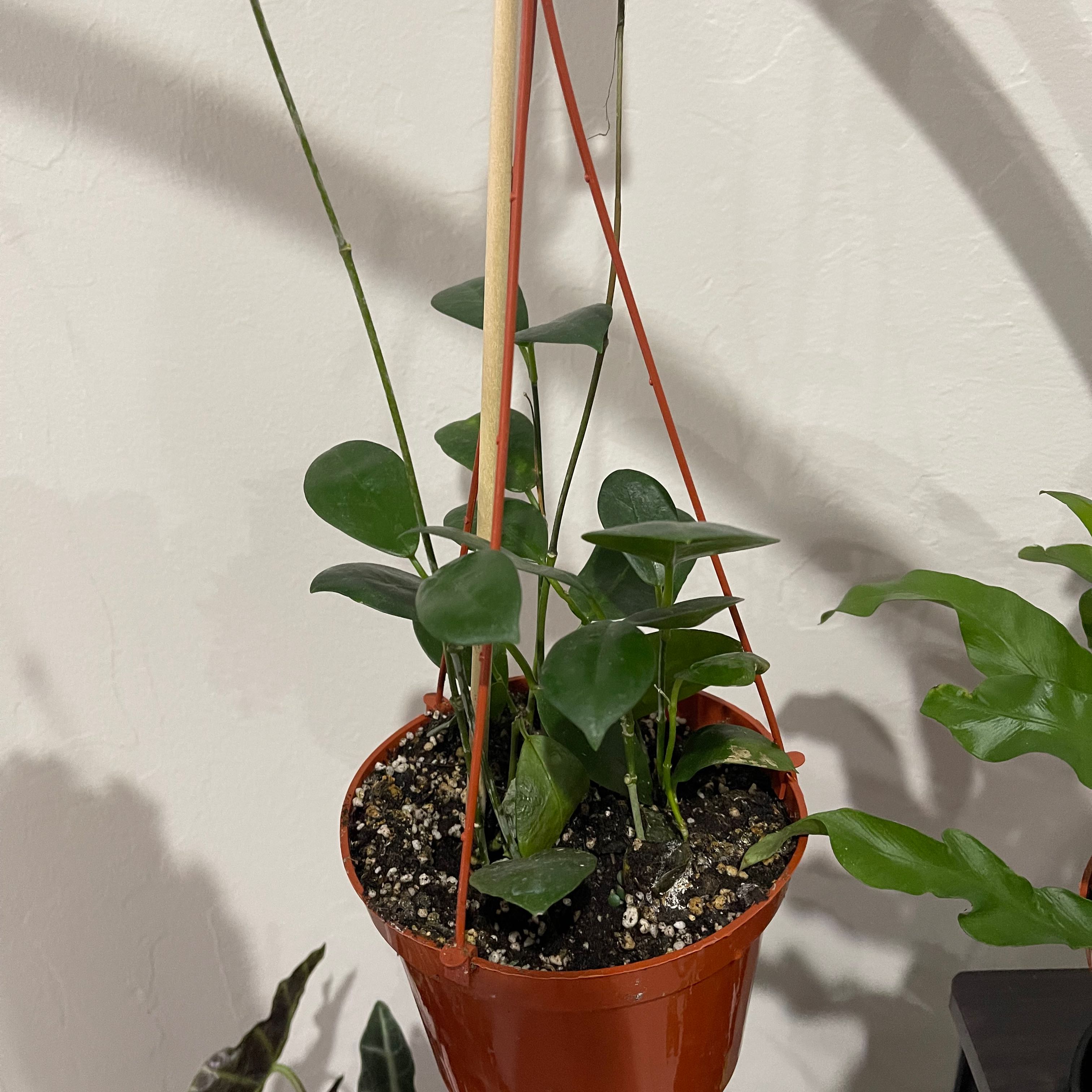 Waxvine plant in a hanging pot with healthy green leaves and visible soil.