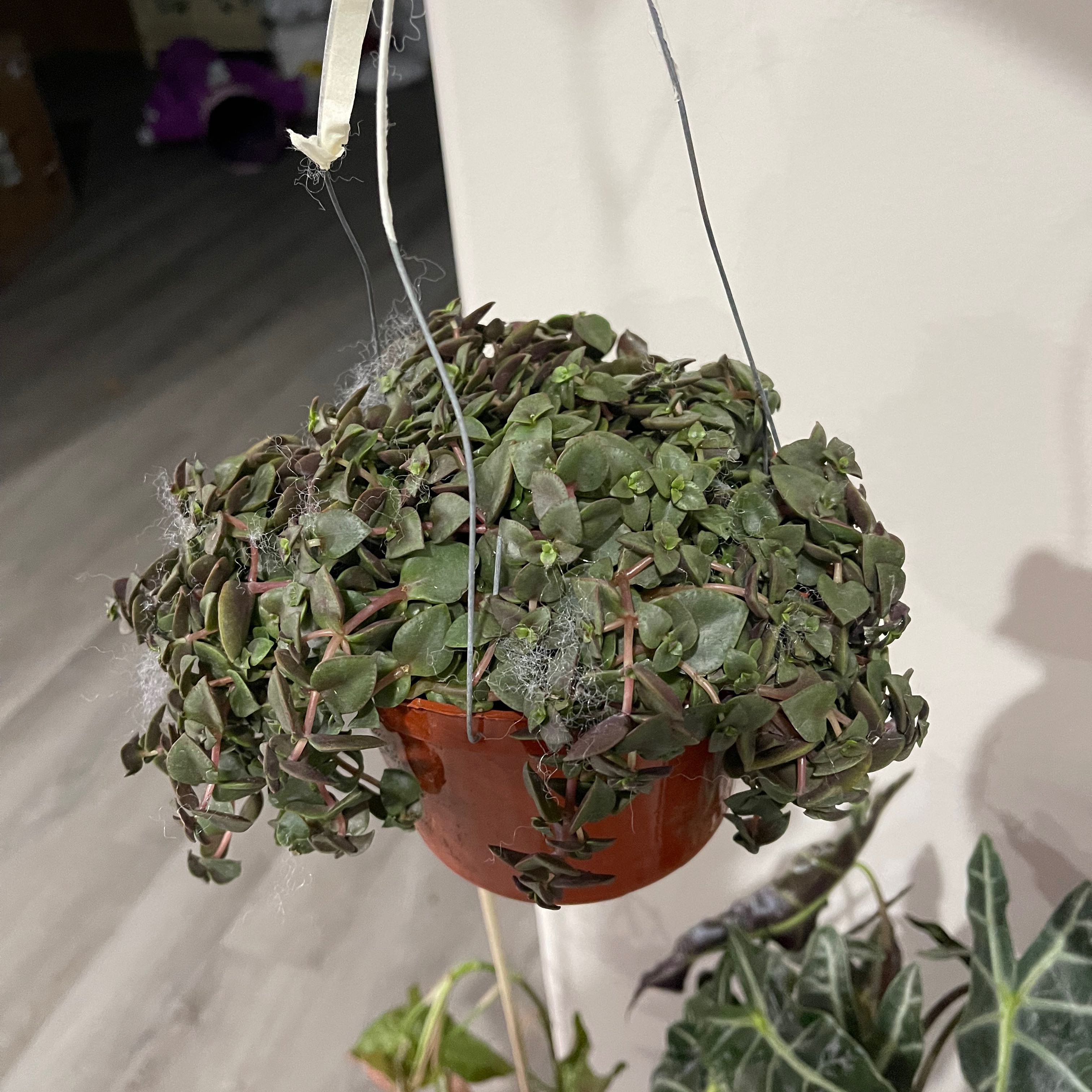 Healthy hanging Crassula pellucida succulent plant with delicate heart-shaped green leaves in a small terracotta pot.