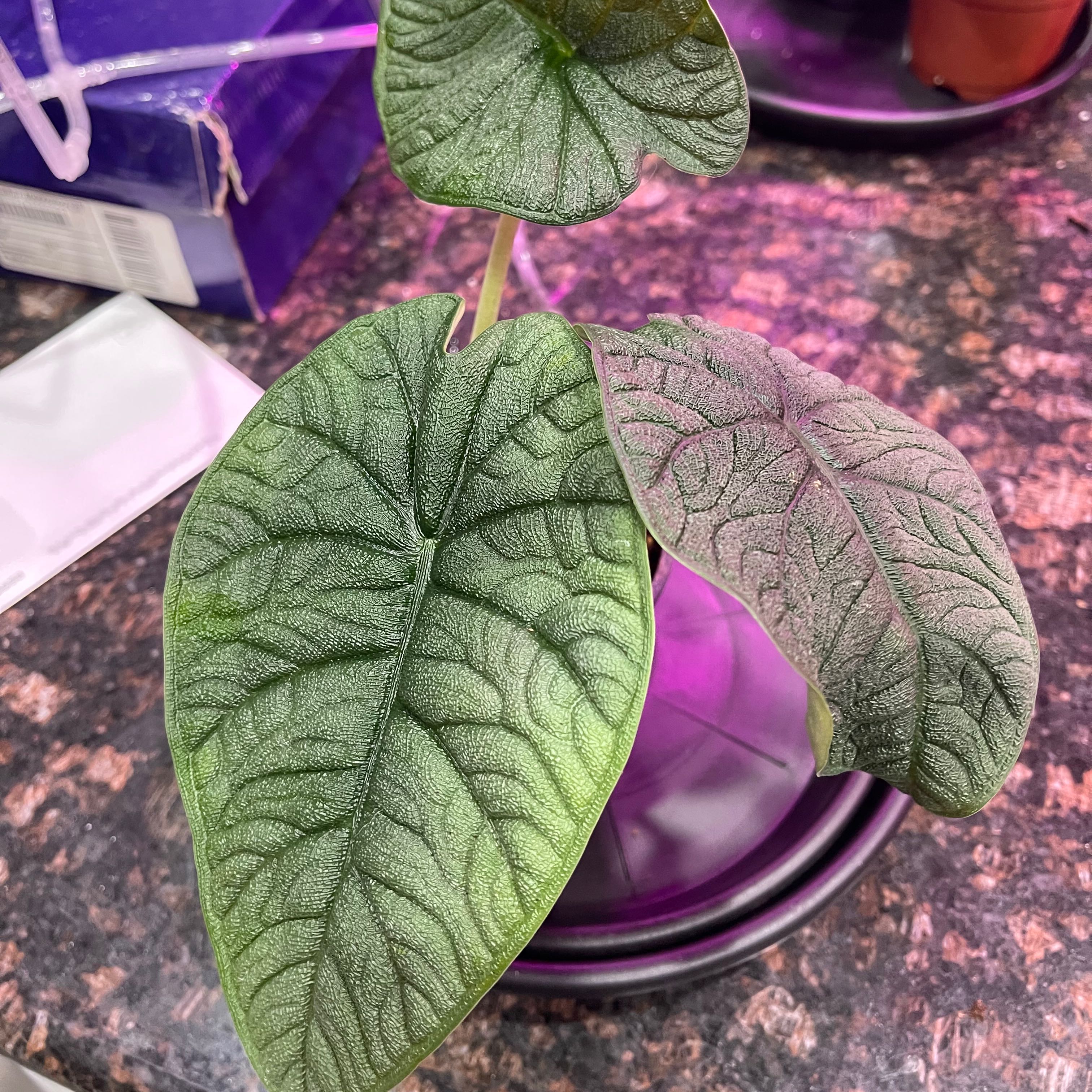 Alocasia 'Rugosa' plant with textured, dark green leaves in a pot.