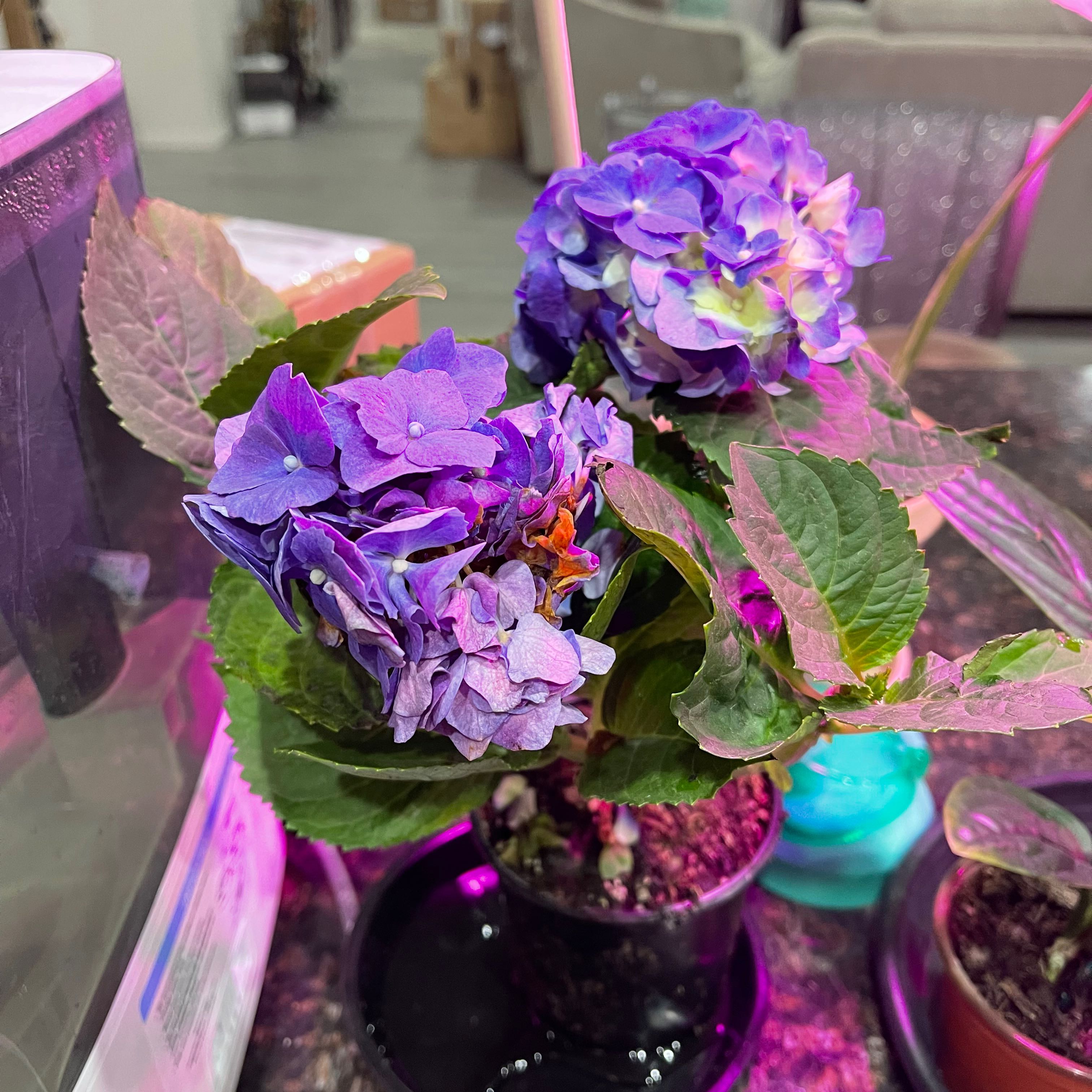 French Hydrangea with vibrant purple flowers in a pot, some leaf discoloration visible.