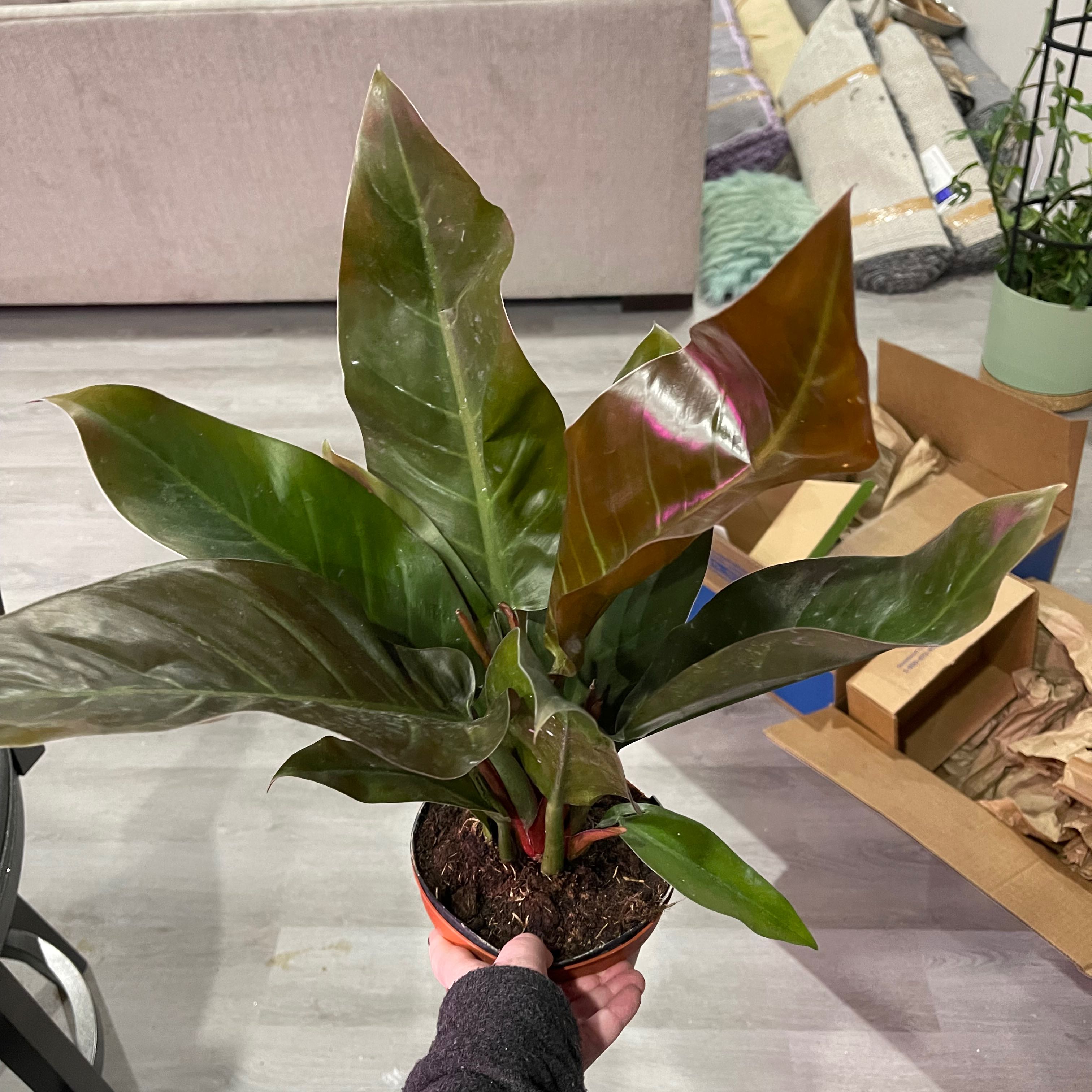 Philodendron 'Red Congo' plant with large, glossy leaves held by a hand.