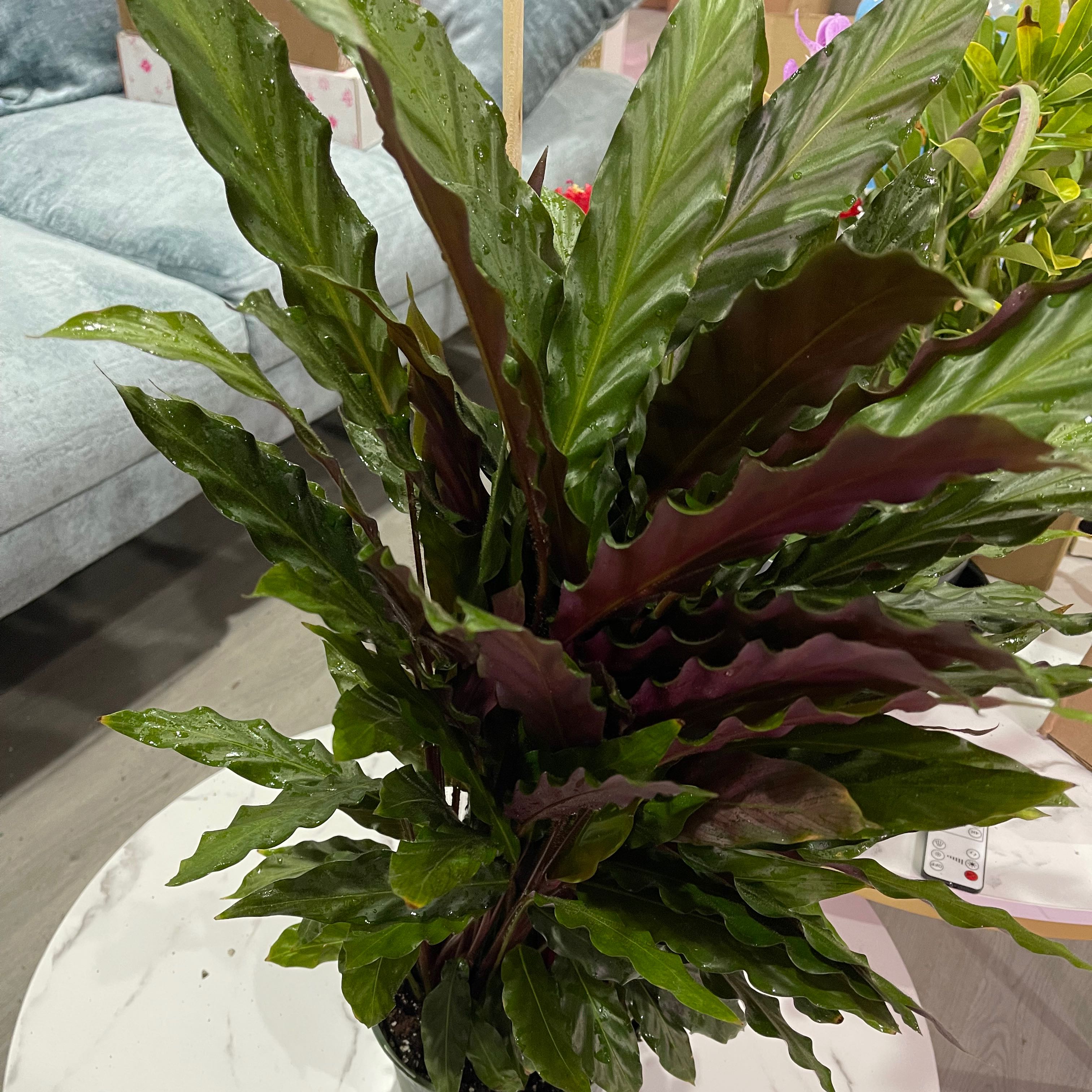 Healthy Furry Feather Calathea plant with dark green, wavy leaves.